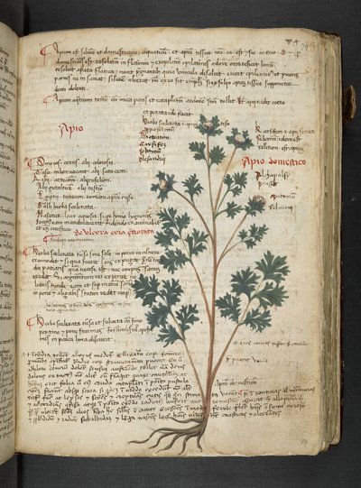 MS 41623 