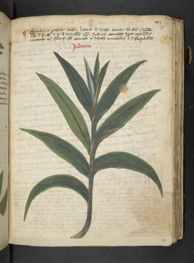 MS 41623 