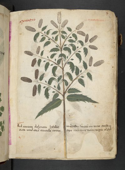MS 41623 