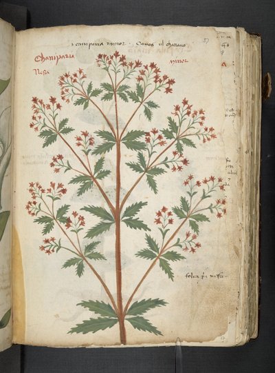 MS 41623 