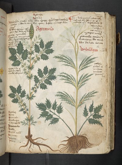 MS 41623 