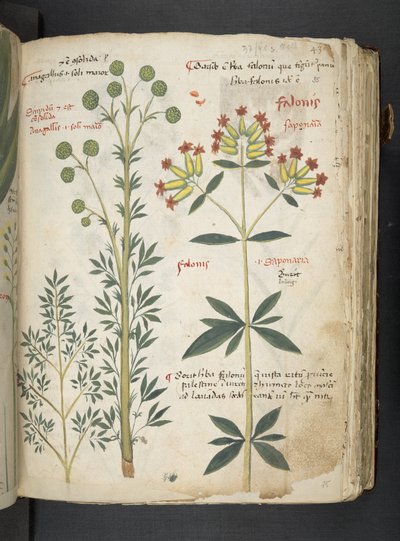 MS 41623 
