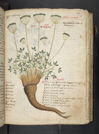 MS 41623 