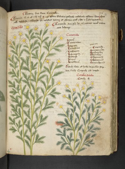 MS 41623 