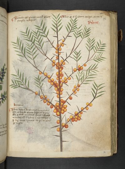 MS 41623 