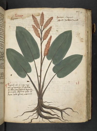 MS 41623 
