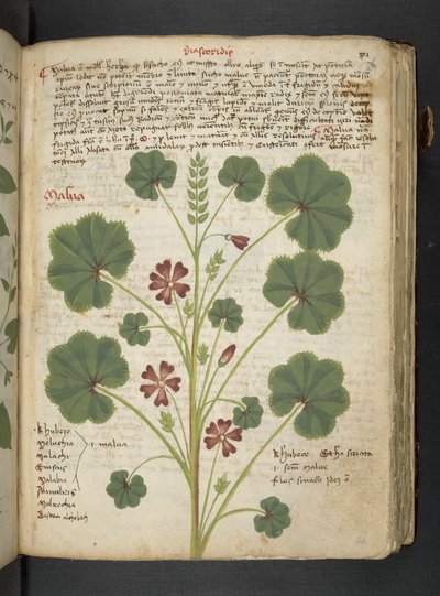 MS 41623 