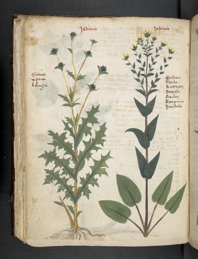 MS 41623 