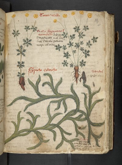 MS 41623 