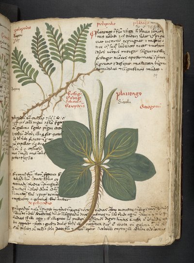 MS 41623 