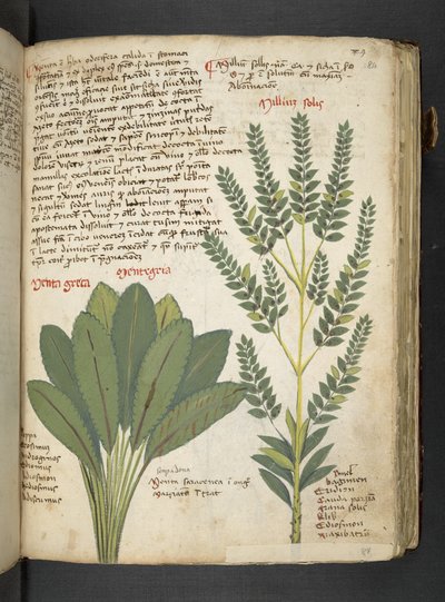 MS 41623 