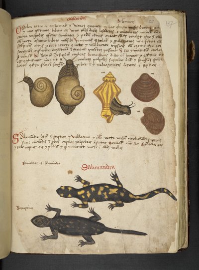 MS 41623 Chiocciole and Salamandra, from 