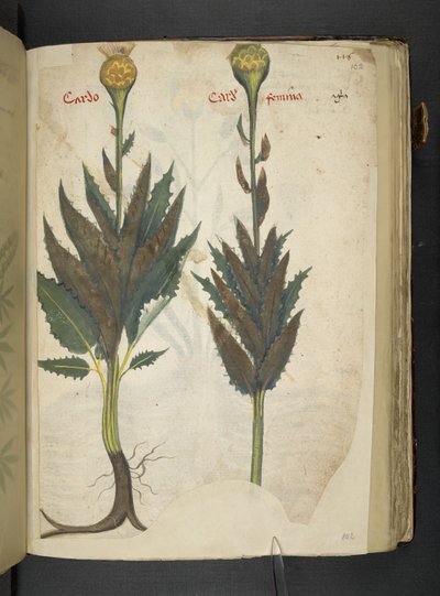 MS 41623 f.102r Cardo 