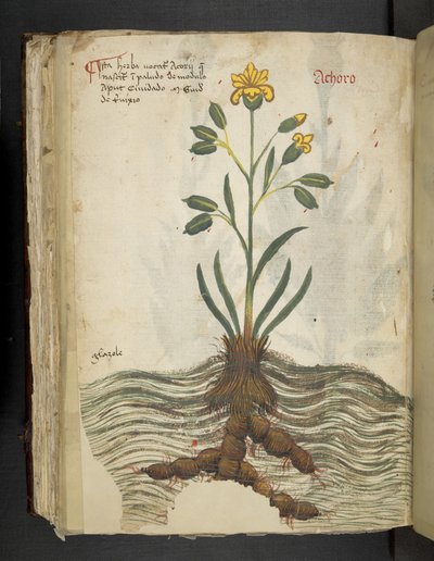MS 41623 f.102v Achoro、「A herbal」から追加、Belluno (ベラムにインクとカラー) 作： Italian School