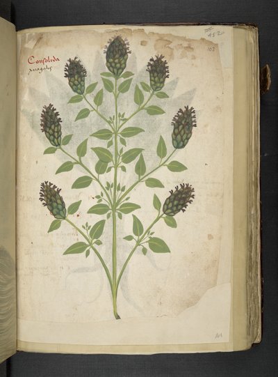MS 41623 f.103r Consolida、「A herbal」、Belluno から追加 (ベラムにインクとカラー) 作： Italian School