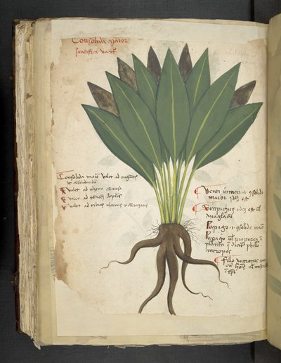 MS 41623 f.103v Confolida、「A herbal」、Belluno から追加 (ベラムにインクとカラー) 作： Italian School