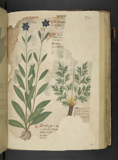 MS 41623 f.104r Sassifraga、「A herbal」、Belluno から追加 (ベラムにインクとカラー) 作： Italian School