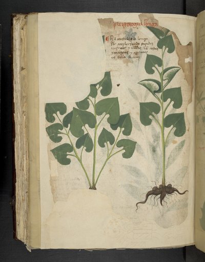 MS 41623 f.104v アンスリウム、「ハーブ」、ベルーノから追加 (ベラムにインクとカラー) 作： Italian School