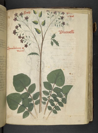 MS 41623 f.110r 