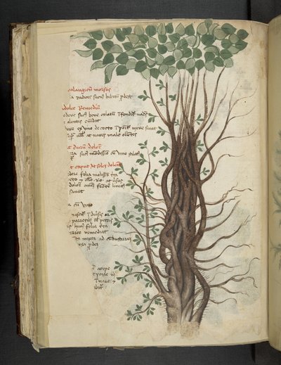 MS 41623 f.110v マングローブの木、「A ハーバル」から、ベルーノ (ベラムにインクと色) を追加 作： Italian School