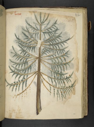 MS 41623 f.111r 