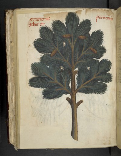 MS 41623 f.111v パイン、「A ハーブ」、ベルーノから追加 (ベラムにインクとカラー) 作： Italian School