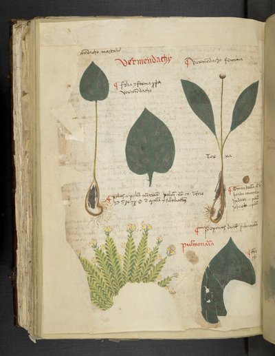 MS 41623 f.112v Pulmonaria、「A herbal」から追加、Belluno (ベラムにインクとカラー) 作： Italian School