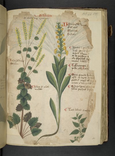 MS 41623 f.113r 