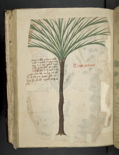 MS 41623 f.113v タロ・アルボロ、「ハーブ」から追加、ベルーノ (ベラム紙にインクとカラー) 作： Italian School