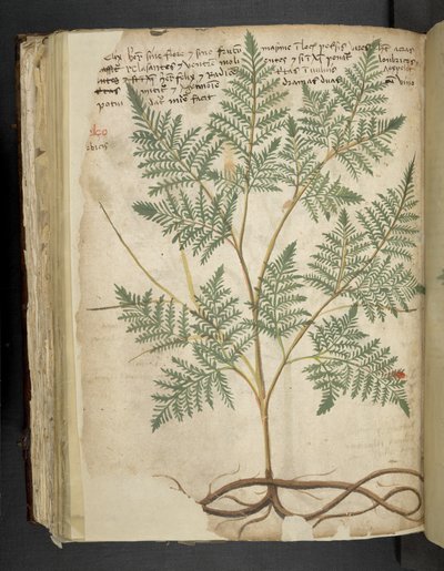 MS 41623 f.114v 