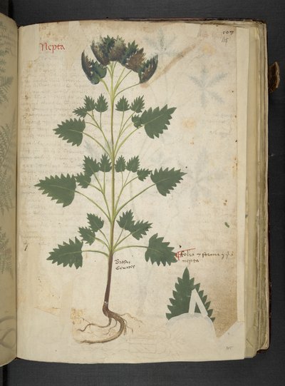 MS 41623 f.115r Nepta、「A herbal」、Belluno から追加 (ベラムにインクとカラー) 作： Italian School