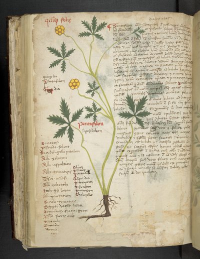 MS 41623 f.115v Pentafilon (または 