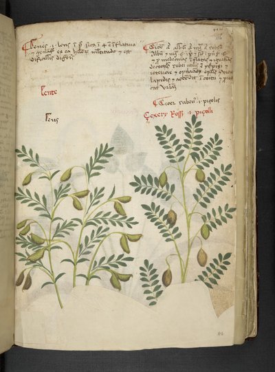 MS 41623 f.116r 