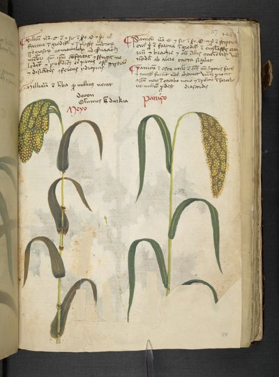 MS 41623 f.117r 