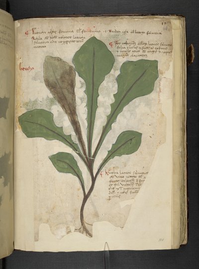 MS 41623 f.118r 