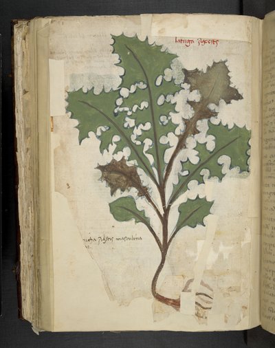 MS 41623 f.118v タンポポの葉、「ハーブ」、ベルーノから追加 (ベラムにインクとカラー) 作： Italian School