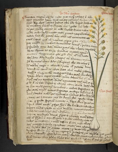 MS 41623 f.119v 