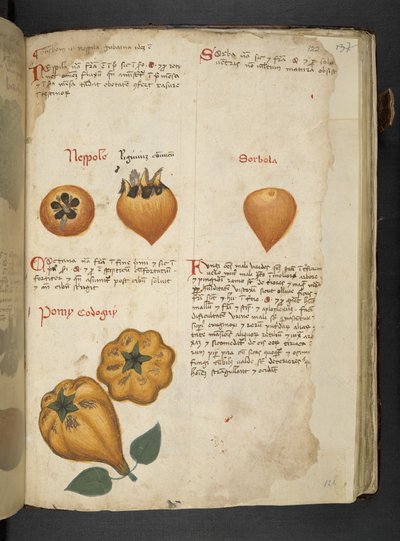 MS 41623 f.122r Pere Cotogne と Sorbo, from 