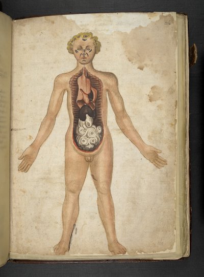 追加 MS 41623 f.126r 人間の内臓、「ハーブ」から、ベルーノ (ベラム紙にインクと色) 作： Italian School
