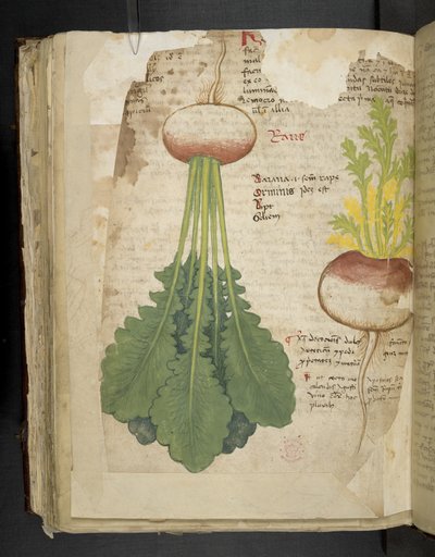 MS 41623 f.126v 