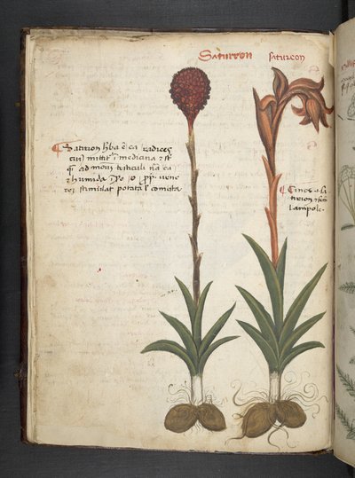 MS 41623 f.13v A ハーブ、ベルーノ (ベラムにインク & カラー) を追加 作： Italian School