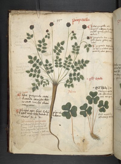MS 41623 f.14v A ハーブ、ベルーノ (ベラムにインクとカラー) を追加 作： Italian School