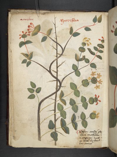 MS 41623 f.15v A ハーブ、ベルーノ (ベラムにインク & カラー) を追加 作： Italian School