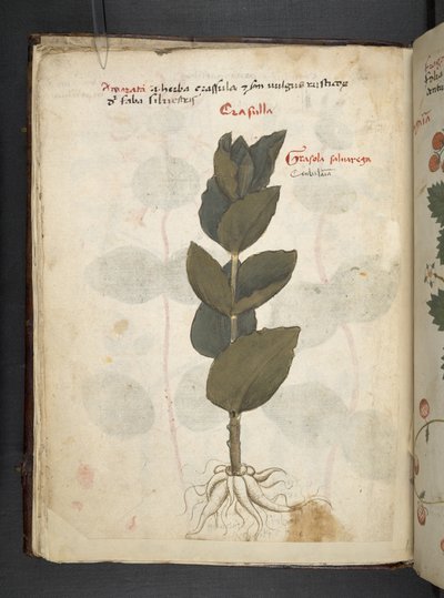 MS 41623 f.16v A ハーブ、ベルーノ (ベラムにインクとカラー) を追加 作： Italian School