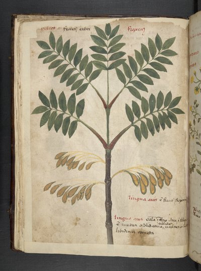 MS 41623 f.17v A ハーブ、ベルーノ (ベラムにインク & カラー) を追加 作： Italian School
