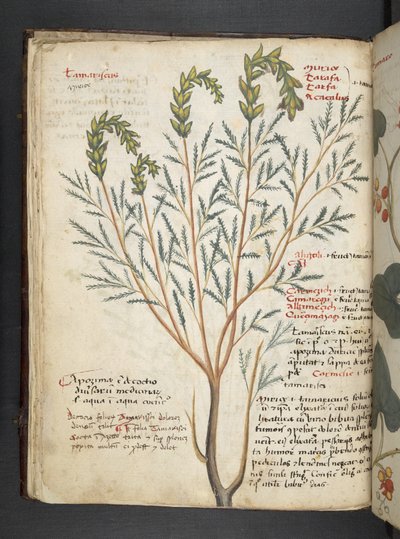 MS 41623 f.18v A ハーブ、ベルーノ (ベラムにインクとカラー) を追加 作： Italian School