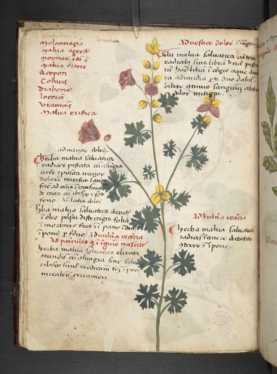 MS 41623 f.19v A ハーブ、ベルーノ (ベラムにインク & カラー) を追加 作： Italian School