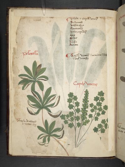 MS 41623 f.1v A ハーブ、ベルーノ (ベラムにインクとカラー) を追加 作： Italian School
