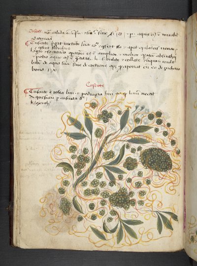 MS 41623 f.20v A ハーブ、ベルーノ (ベラムにインクとカラー) を追加 作： Italian School