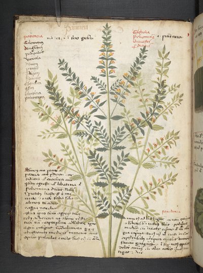 MS 41623 f.21v A ハーブ、ベルーノ (ベラムにインクとカラー) を追加 作： Italian School
